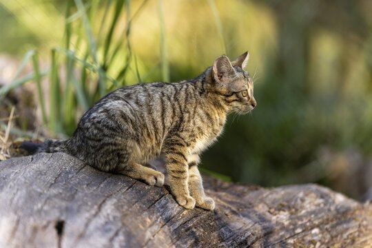 A kitten sits quietly on a tree trunk, looking into the distance with interest, wildcat (Felis silvestris), kitten, Germany