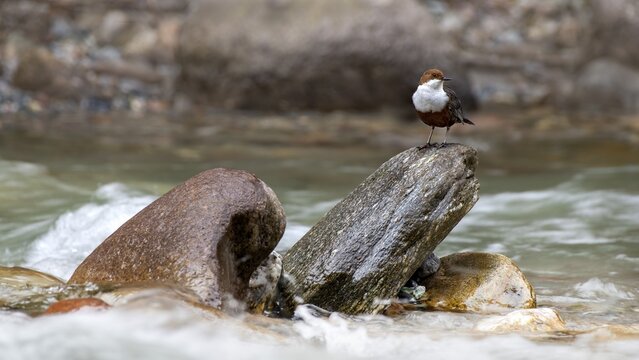 White-breasted dipper (Cinclus cinclus) sitting on a stone in a creek, Kundler Klamm, Kundl, Tyrol, Austria