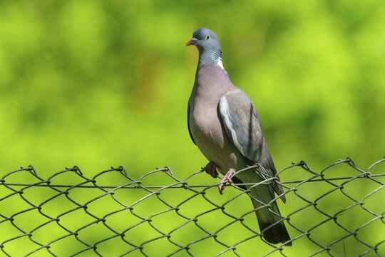 Pigeon on a wire fence with a bright green background under a blue sky, wood pigeon (Columba palumbus), wildlife, Germany