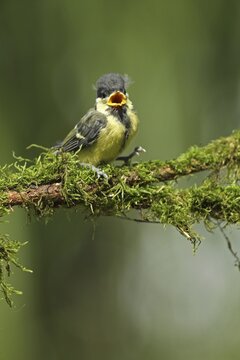 Great tit (Parus major) almost fledged young bird, Allg&auml;u, Bavaria, Germany