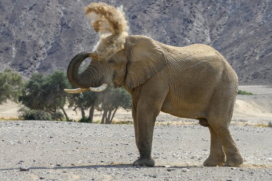 Desert elephant (Loxodonta africana) taking a sand bath in the Hoanib dry river, Kaokoveld, Kunene region, Namibia
