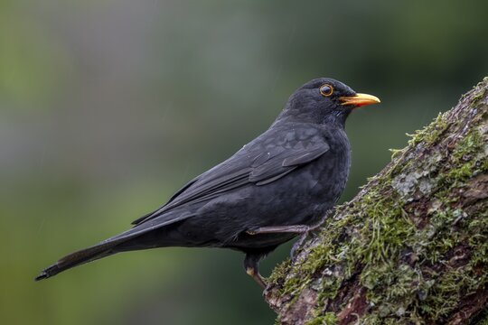 The male blackbird (Turdus merula) is completely black, only the eyes have a yellow eye ring and an orange-yellow beak, April, Germany