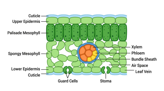 Cross-section of a plant leaf showing cellular structure and vascular bundle