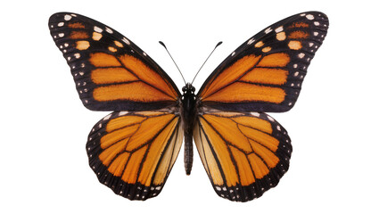Monarch butterfly with orange and black wings spread © Natalia