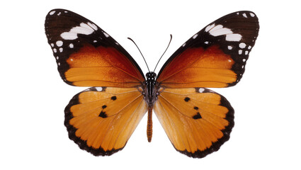 Orange butterfly with black and white wing patterns © Natalia
