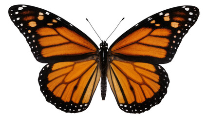 Monarch butterfly with orange black, and white wings © Natalia