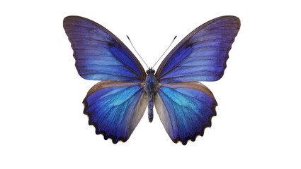 Blue Morpho Butterfly with Iridescent Wings © Natalia