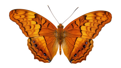 Orange butterfly with black markings and blue eyespots © Natalia