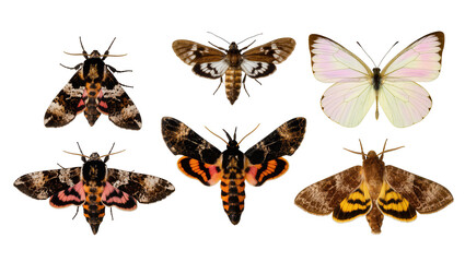 Six moths and butterflies with patterned wings and vibrant colors © Natalia
