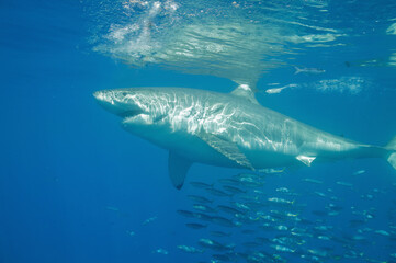 Great white shark in the Pacific Ocean © willtu