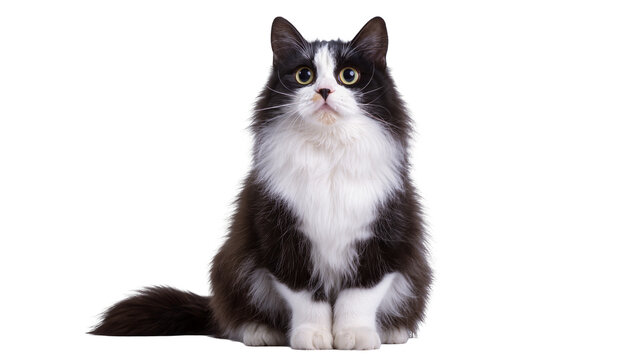 Fluffy black and white cat sitting attentively