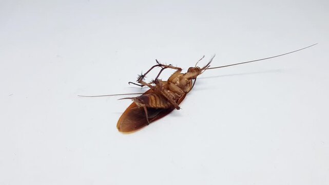 A close up side view of a brown cockroach lying upside down isolated on a clean white background.