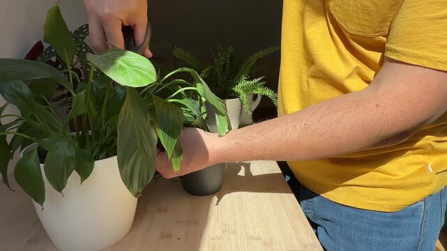 Man pruning houseplant with scissors at home