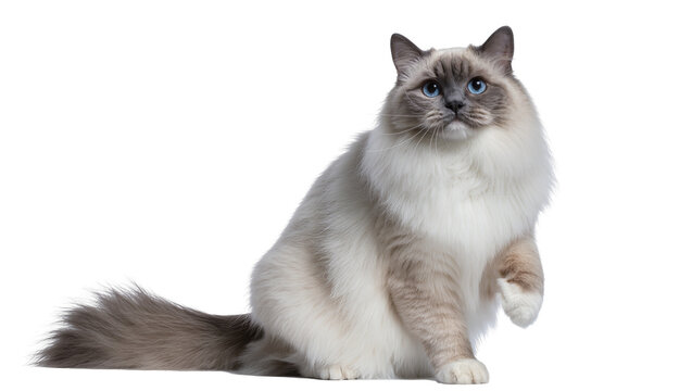 Fluffy Ragdoll cat with blue eyes sitting with paw raised