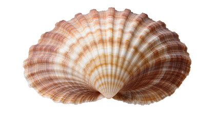 Scallop seashell with radial ribs and brown and white stripes © Natalia
