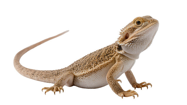 Bearded dragon reptile with spiky scales and long tail