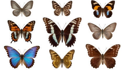 Collection of nine colorful butterflies with detailed wings © Natalia