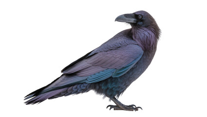 Fototapeta premium Dark purple raven bird with iridescent feathers