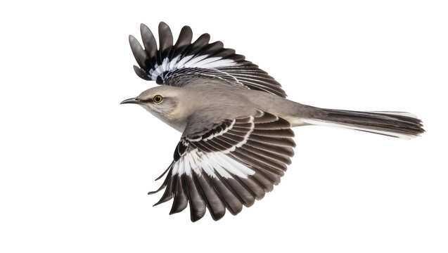 Northern Mockingbird in flight with wings spread
