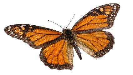 Monarch butterfly with orange and black wings spread © Natalia