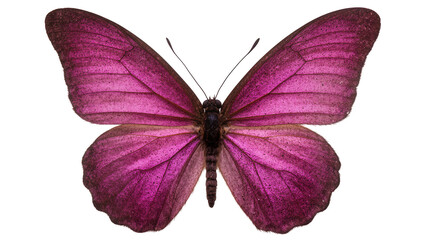 Vibrant purple butterfly with detailed wings and antennae © Natalia