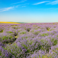 Fototapeta premium Blooming Lavender Landscape With Vibrant Colors