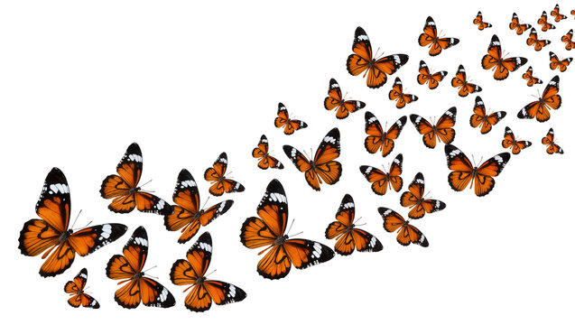 Orange butterflies with black and white markings flying in a swarm