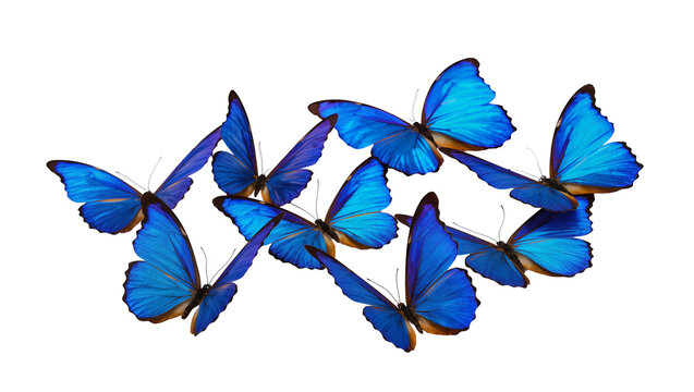 Group of Blue Morpho Butterflies Flying