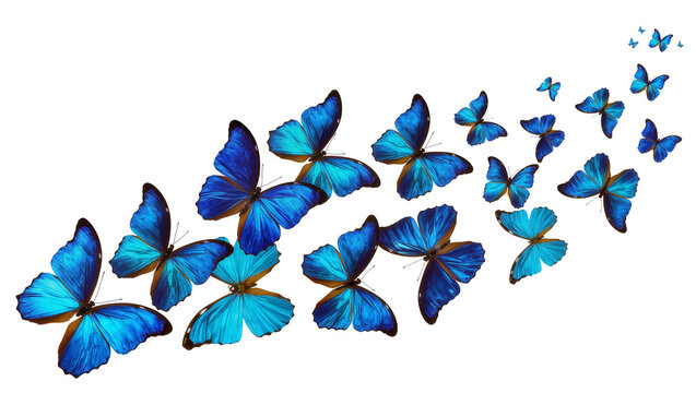 Flock of blue butterflies in flight