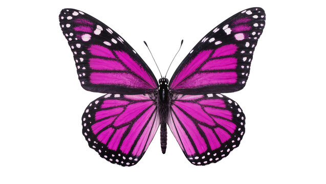 Vibrant pink monarch butterfly with black veins and white spots