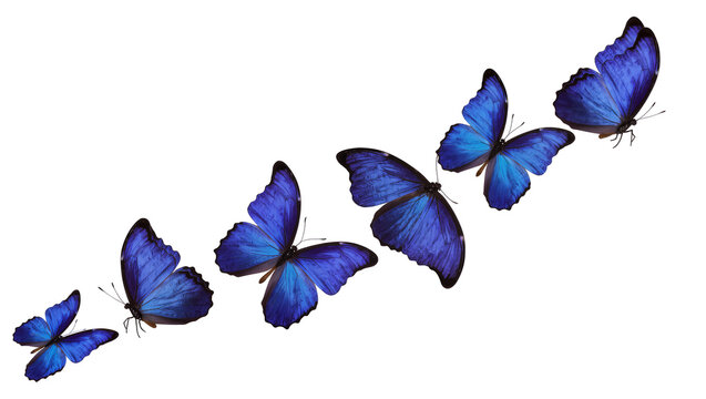 Five blue morpho butterflies in varying sizes