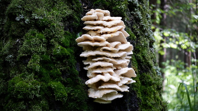 Close-up of a picturesque group of wild mushrooms growing directly on the trunk of a tree covered with emerald moss.