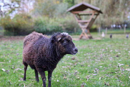 A black ouessant sheep with curly wool stands calmly in a vibrant green field, looking right. A rustic wooden feeder is in the blurred background.
