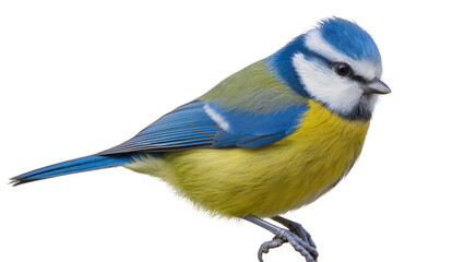 Blue tit bird with yellow and blue feathers perched © Andrei