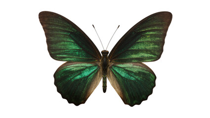 Emerald green butterfly with dark brown wings and antennae © Andrei