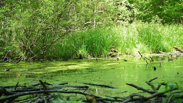 Pond surface covered by algae and branches in forest wetland. Ducks are swimming by
