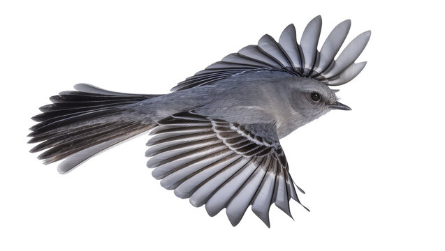 Northern Mockingbird in flight wings spread, grey feathers