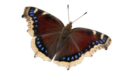Mourning Cloak Butterfly with Brown Blue, and Cream Wings © Andrei