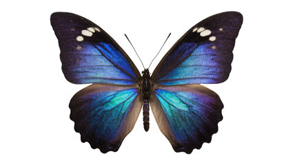 Blue Morpho Butterfly with Iridescent Wings © Andrei