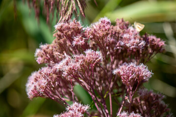 Fototapeta premium Spotted Joe‑Pye Weed (Eutrochium maculatum) in Natural Ontario Summer Habitat