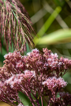 Spotted Joe‑Pye Weed (Eutrochium maculatum) in Natural Ontario Summer Habitat