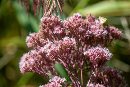Spotted Joe‑Pye Weed (Eutrochium maculatum) in Natural Ontario Summer Habitat