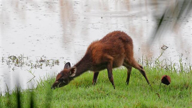 Sitatunga, Tragelaphus spekii, together with jacana by the river 162
