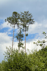 Fototapeta premium Three trees against the clouds.