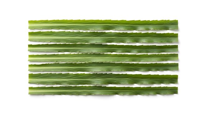 Chiffonade preparation technique with freshly cut long green leaves arranged in rows on a white background for culinary decoration and food styling