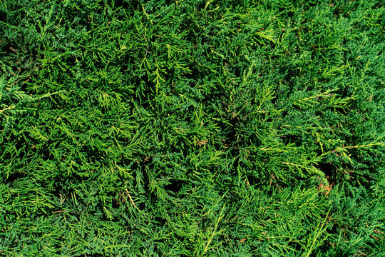 Top view of dense green juniper bush branches filling the frame as a natural back