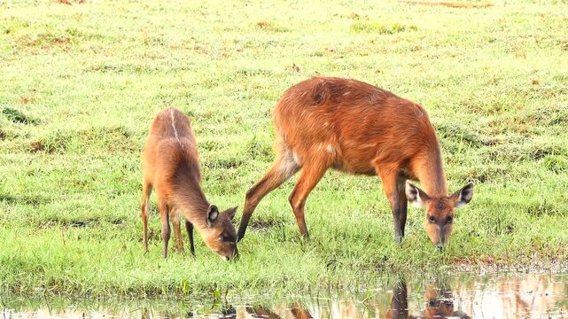 Sitatunga, Tragelaphus spekii, female with calf eats grass by the river 170