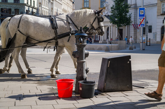 Fiaker horse at the hydrant