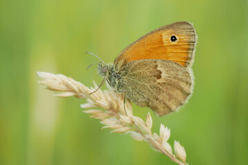 Fototapeta premium Small heath Coenonympha pamphilus butterfly sitting resting plant meadow peacefully cute perched on dried Arrhenatherum elatius false bulbous oat tall grass onion couch tuber leaf seeds flowering
