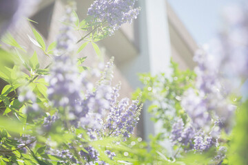 紫色の小花が咲く木の枝と青々とした葉を柔らかな日差しの中で捉えた自然写真。住宅の外壁を背景にした庭の一角 © Buppy